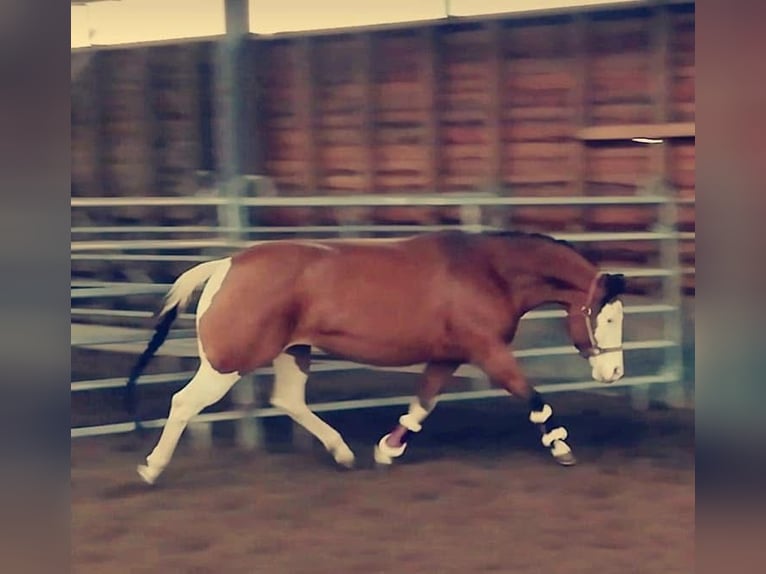 American Quarter Horse Stute 11 Jahre 147 cm Brauner in Tavelsjö