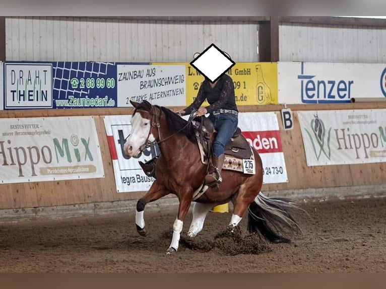 American Quarter Horse Stute 11 Jahre 147 cm Brauner in Tavelsjö