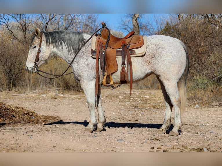 American Quarter Horse Stute 11 Jahre 147 cm Schimmel in Camp Verde AZ