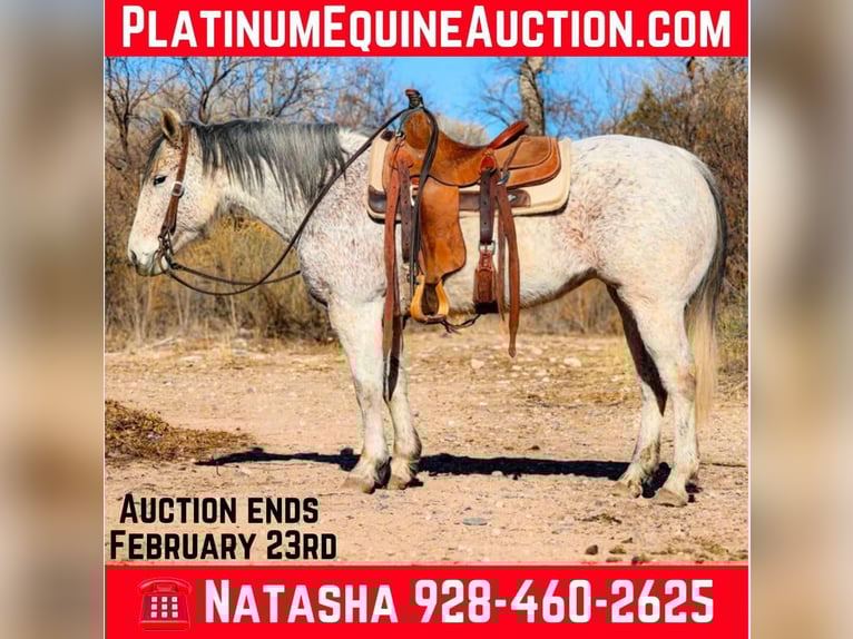 American Quarter Horse Stute 11 Jahre 147 cm Schimmel in Camp Verde AZ