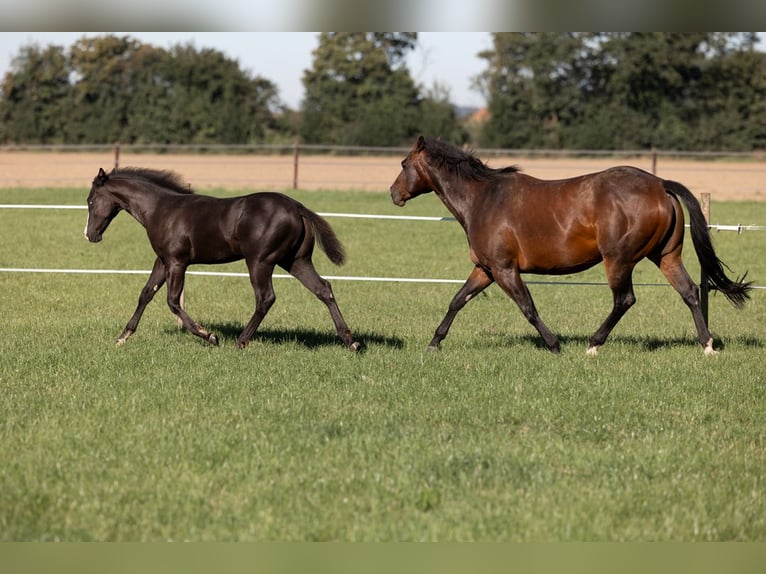 American Quarter Horse Stute 11 Jahre 148 cm Brauner in Bedburg-Hau