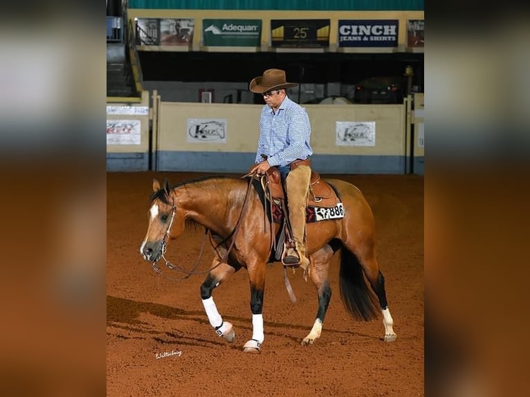 American Quarter Horse Stute 11 Jahre 148 cm Buckskin in Waldshut-Tiengen