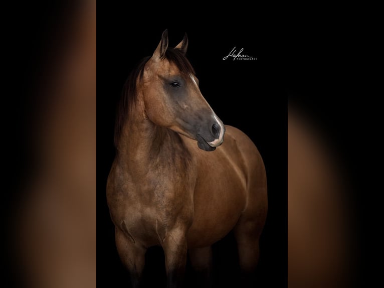 American Quarter Horse Stute 11 Jahre 148 cm Buckskin in Waldshut-Tiengen