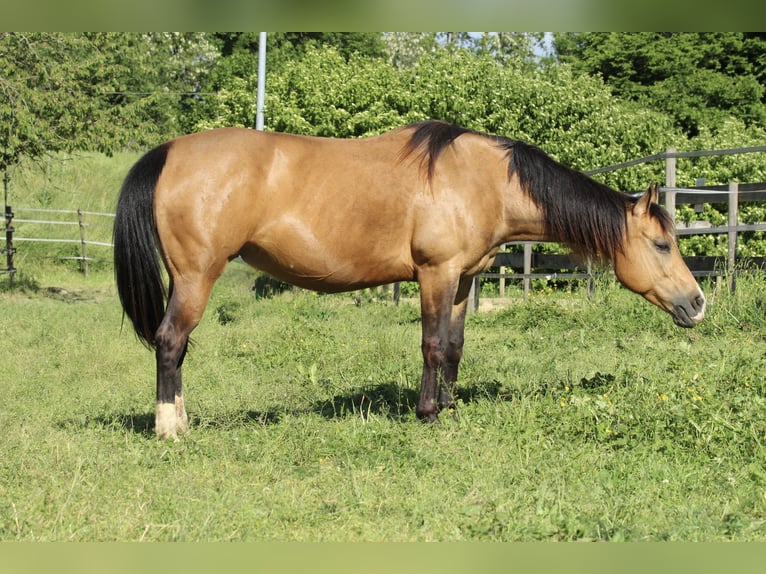 American Quarter Horse Stute 11 Jahre 148 cm Buckskin in Waldshut-Tiengen