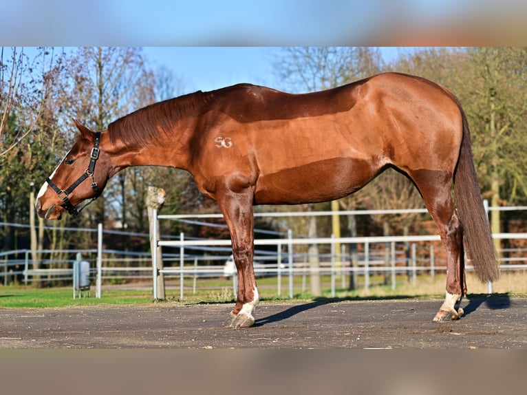 American Quarter Horse Stute 11 Jahre 148 cm Dunkelfuchs in Issum