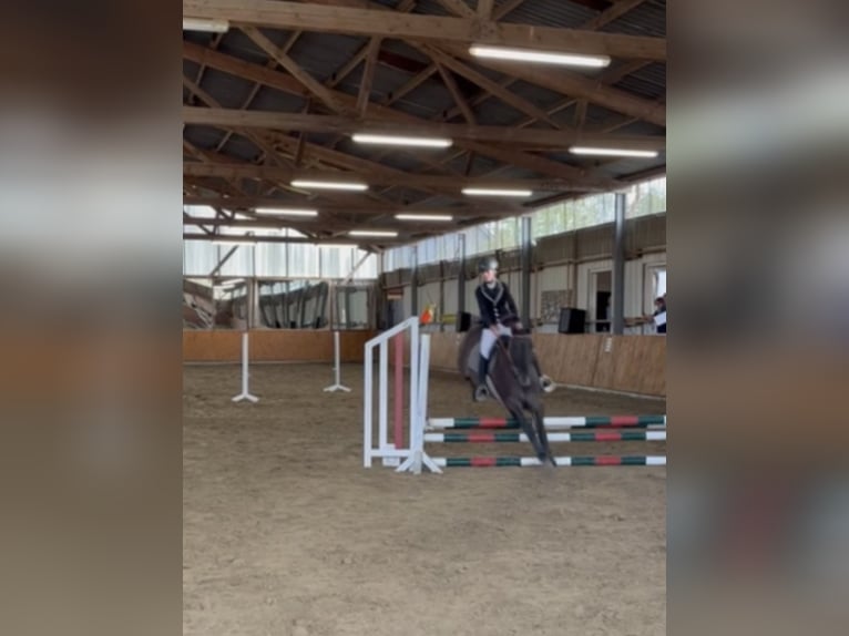 American Quarter Horse Stute 11 Jahre 148 cm Grullo in Bremen