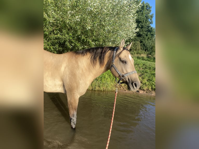 American Quarter Horse Stute 11 Jahre 149 cm Buckskin in Steinfeld
