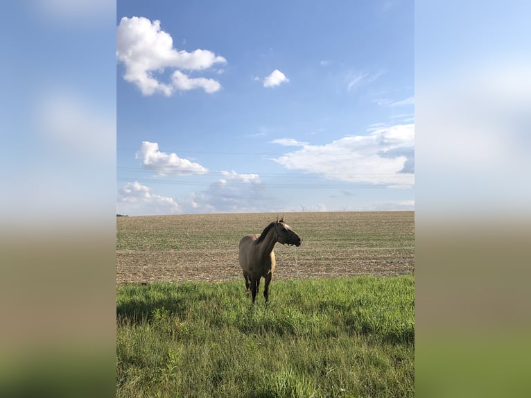 American Quarter Horse Stute 11 Jahre 149 cm Buckskin in Steinfeld