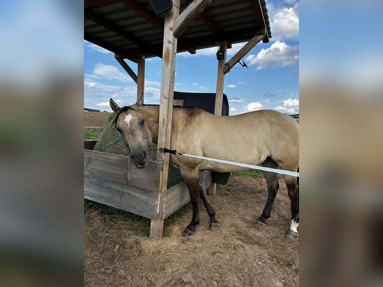 American Quarter Horse Stute 11 Jahre 149 cm Buckskin in Steinfeld