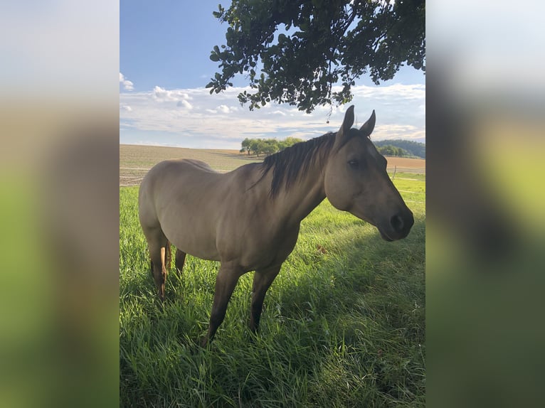 American Quarter Horse Stute 11 Jahre 149 cm Buckskin in Steinfeld