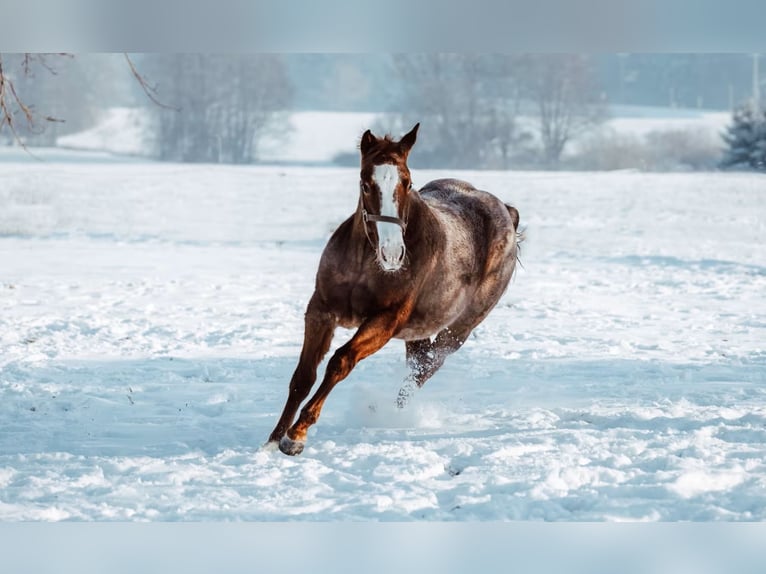 American Quarter Horse Stute 11 Jahre 149 cm Roan-Red in Salzwedel
