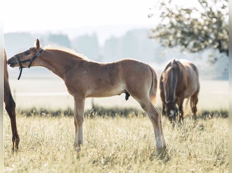 American Quarter Horse Stute 11 Jahre 149 cm Roan-Red in Salzwedel