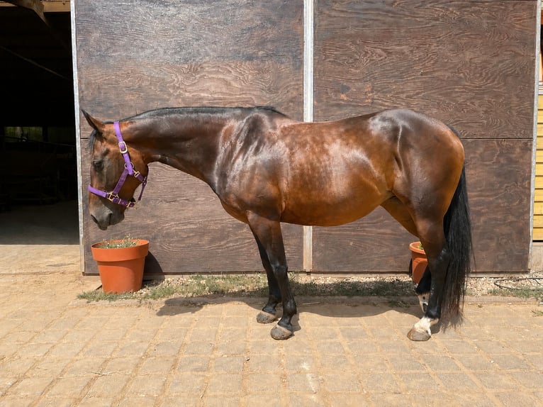 American Quarter Horse Stute 11 Jahre 150 cm Brauner in Losheim am See