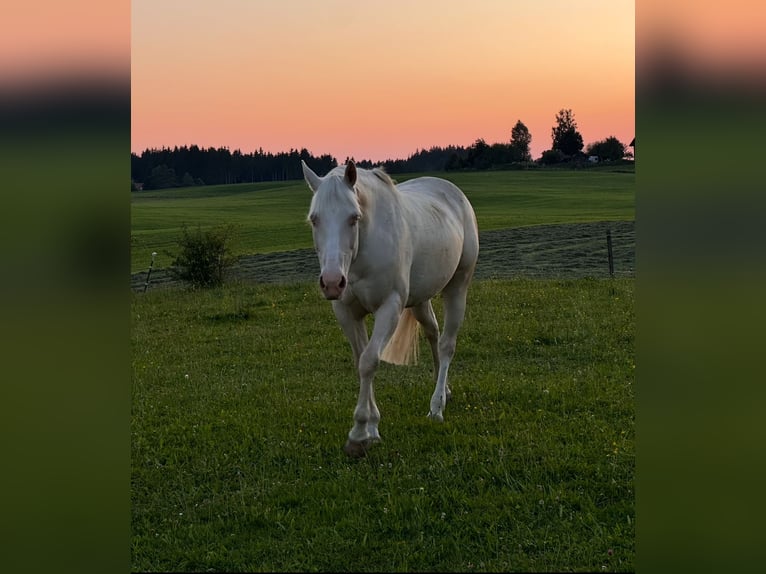 American Quarter Horse Stute 11 Jahre 150 cm Cremello in Buchenberg