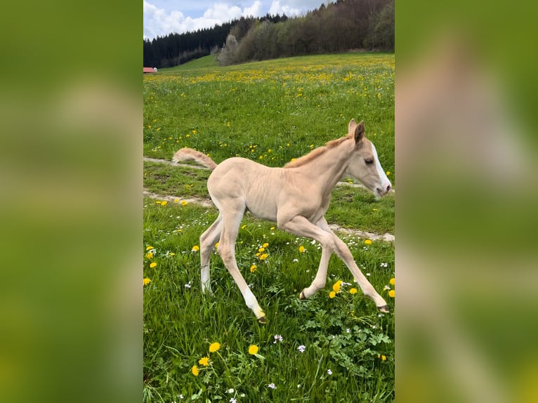 American Quarter Horse Stute 11 Jahre 150 cm Cremello in Buchenberg