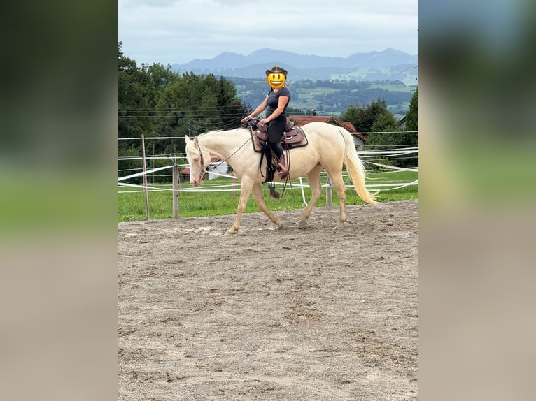 American Quarter Horse Stute 11 Jahre 150 cm Cremello in Buchenberg