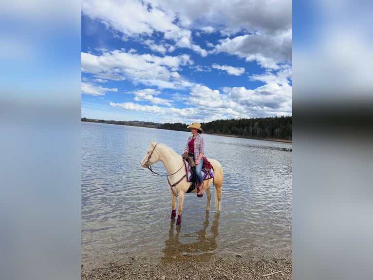 American Quarter Horse Stute 11 Jahre 150 cm Cremello in Buchenberg