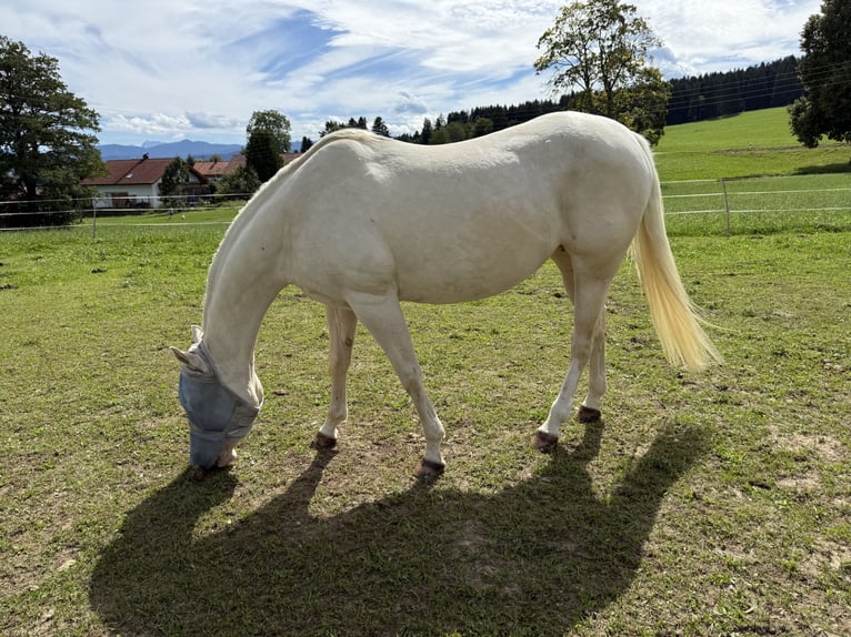 American Quarter Horse Stute 11 Jahre 150 cm Cremello in Buchenberg