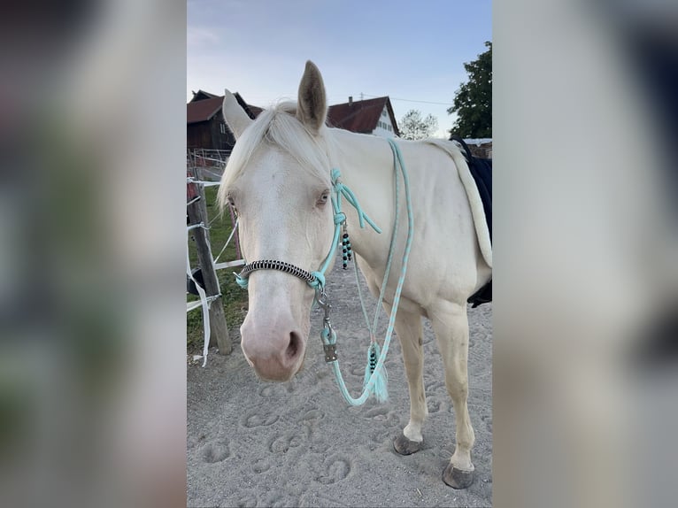 American Quarter Horse Stute 11 Jahre 150 cm Cremello in Buchenberg