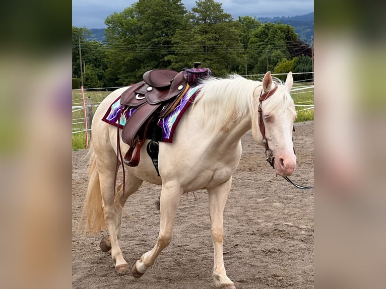 American Quarter Horse Stute 11 Jahre 150 cm Cremello in Buchenberg