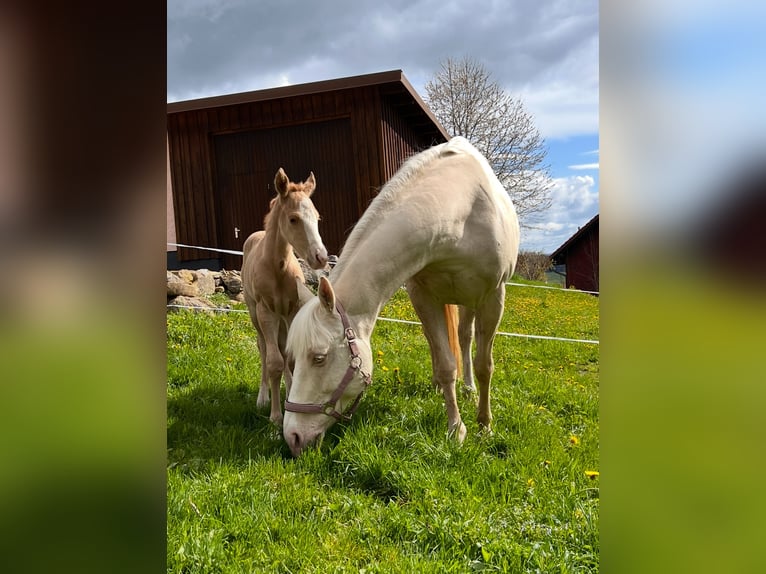American Quarter Horse Stute 11 Jahre 150 cm Cremello in Buchenberg