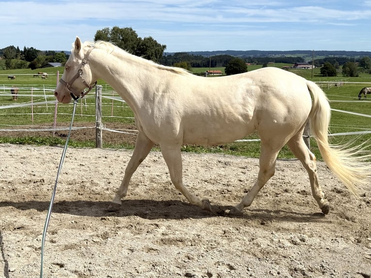 American Quarter Horse Stute 11 Jahre 150 cm Cremello in Buchenberg