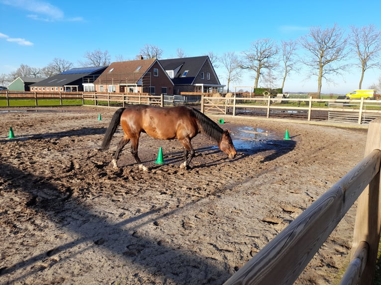 American Quarter Horse Stute 11 Jahre 150 cm Dunkelbrauner in Oldebroek