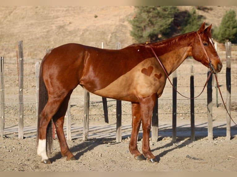 American Quarter Horse Stute 11 Jahre 150 cm Dunkelfuchs in Bitterwater CA