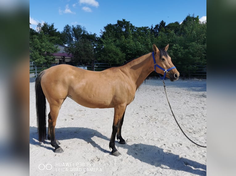 American Quarter Horse Stute 11 Jahre 150 cm Falbe in Betteldorf