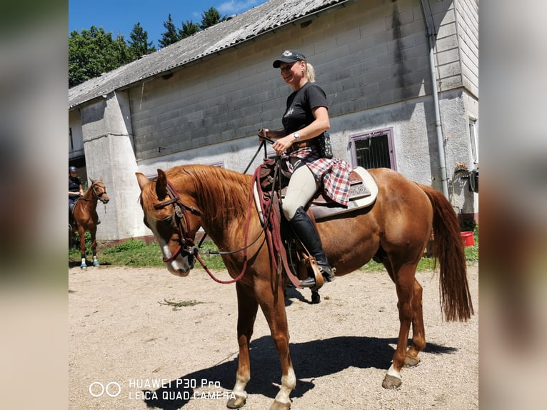American Quarter Horse Stute 11 Jahre 150 cm Falbe in Betteldorf