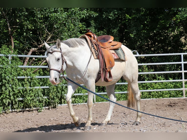 American Quarter Horse Stute 11 Jahre 150 cm Fliegenschimmel in Schwarzach