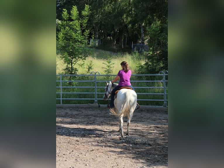 American Quarter Horse Stute 11 Jahre 150 cm Fliegenschimmel in Schwarzach