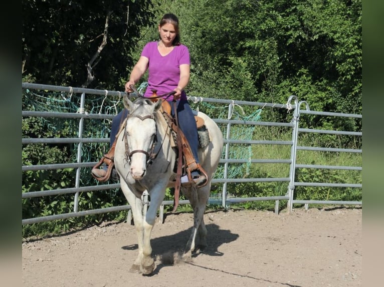 American Quarter Horse Stute 11 Jahre 150 cm Fliegenschimmel in Schwarzach