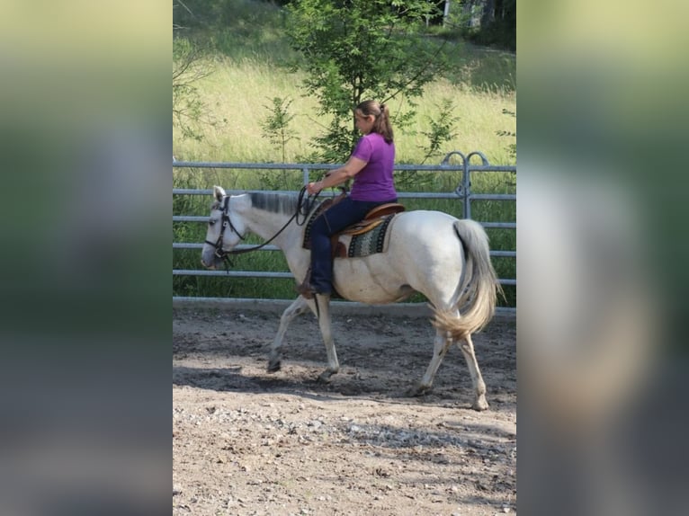 American Quarter Horse Stute 11 Jahre 150 cm Fliegenschimmel in Schwarzach