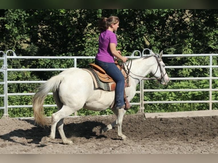 American Quarter Horse Stute 11 Jahre 150 cm Fliegenschimmel in Schwarzach