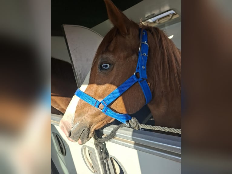 American Quarter Horse Mix Stute 11 Jahre 150 cm Fuchs in Linz