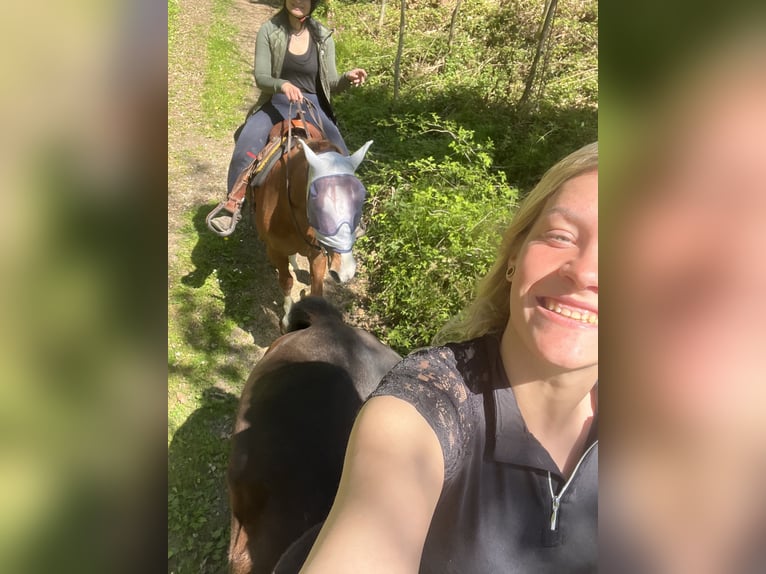 American Quarter Horse Mix Stute 11 Jahre 150 cm Fuchs in Linz