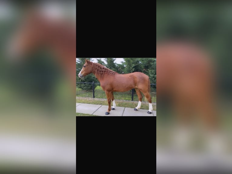American Quarter Horse Mix Stute 11 Jahre 150 cm Fuchs in Linz