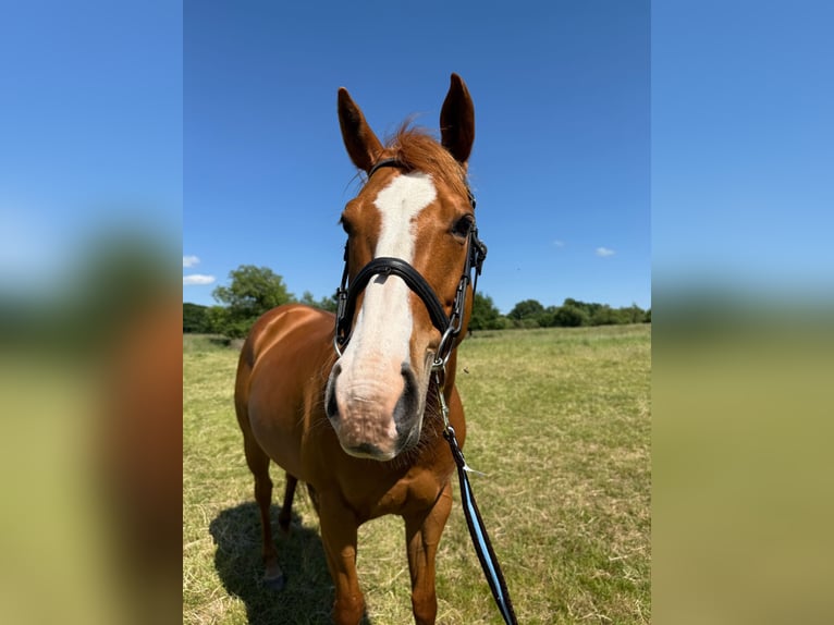 American Quarter Horse Mix Stute 11 Jahre 150 cm Fuchs in Troisdorf