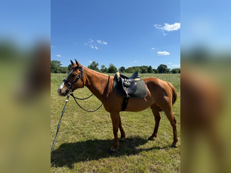 American Quarter Horse Mix Stute 11 Jahre 150 cm Fuchs in Troisdorf
