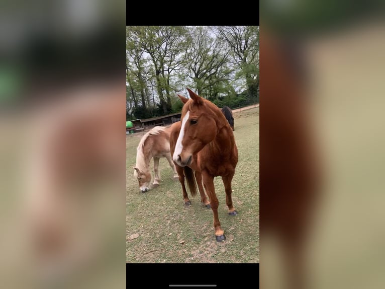 American Quarter Horse Mix Stute 11 Jahre 150 cm Fuchs in Troisdorf