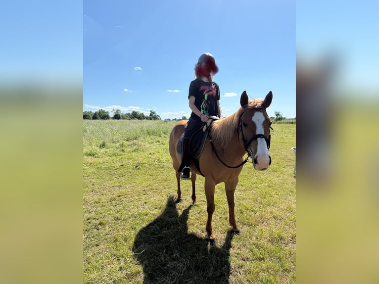 American Quarter Horse Mix Stute 11 Jahre 150 cm Fuchs in Troisdorf