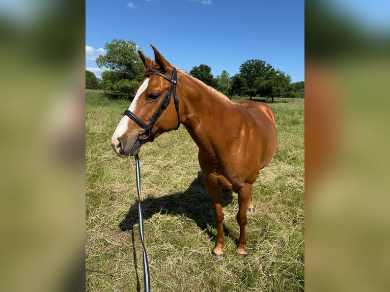 American Quarter Horse Mix Stute 11 Jahre 150 cm Fuchs in Troisdorf
