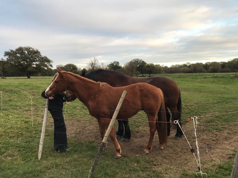 American Quarter Horse Mix Stute 11 Jahre 150 cm Fuchs in Troisdorf