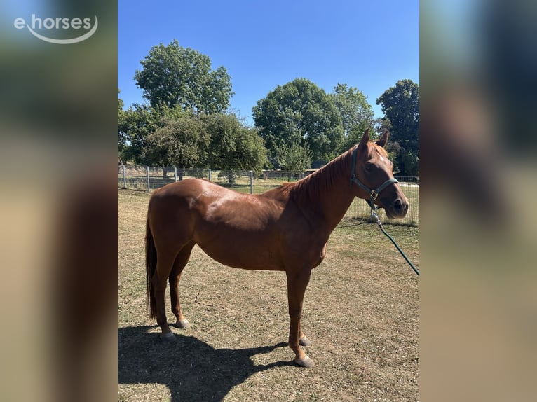 American Quarter Horse Stute 11 Jahre 150 cm Fuchs in Birgland