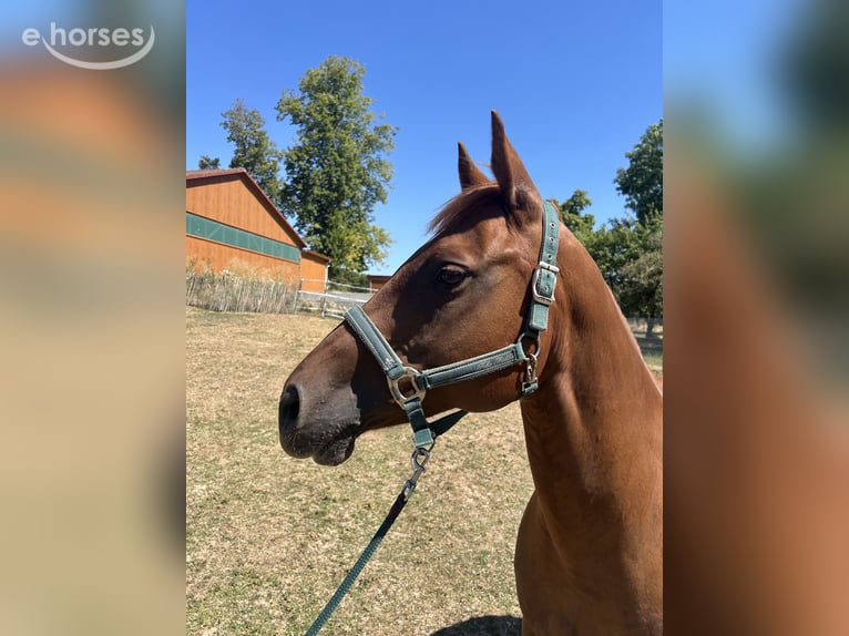 American Quarter Horse Stute 11 Jahre 150 cm Fuchs in Birgland