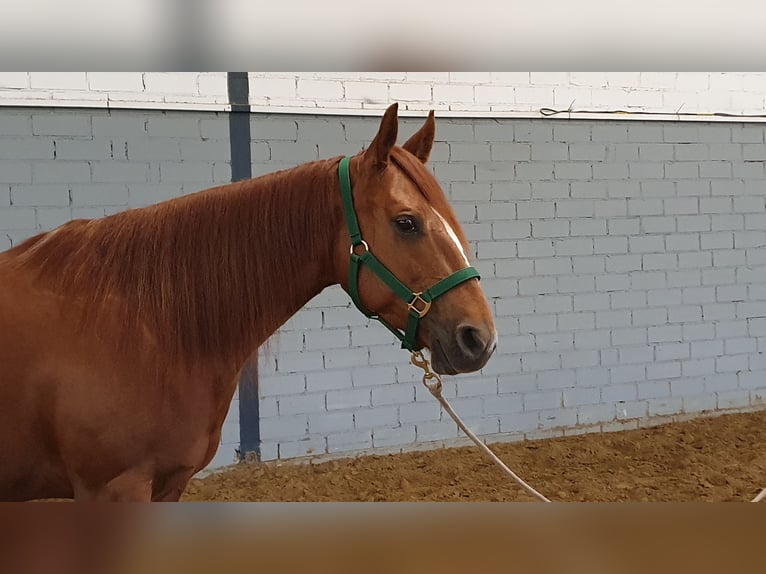 American Quarter Horse Stute 11 Jahre 150 cm Fuchs in Wermelskirchen