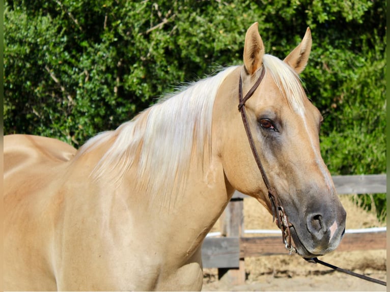 American Quarter Horse Stute 11 Jahre 150 cm Palomino in Bitterwater CA