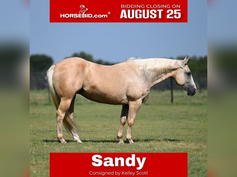 American Quarter Horse Stute 11 Jahre 150 cm Palomino in Carrollton