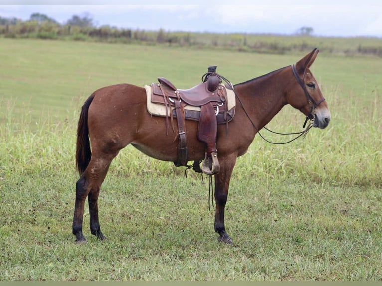 American Quarter Horse Stute 11 Jahre 150 cm Rotbrauner in Brooksville KY